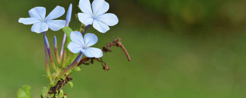 ��ĸ�ݵĹ�Ч������ ��ĸ��ͼƬ